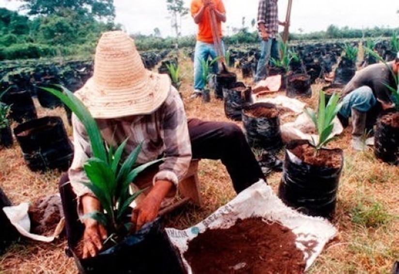 Sustitución de cultivos ilícitos. Foto: https://www.elmundo.com/noticia/Definido-plan-para-sustitucion-voluntaria-de-cultivos-de-uso-ilicito/345587