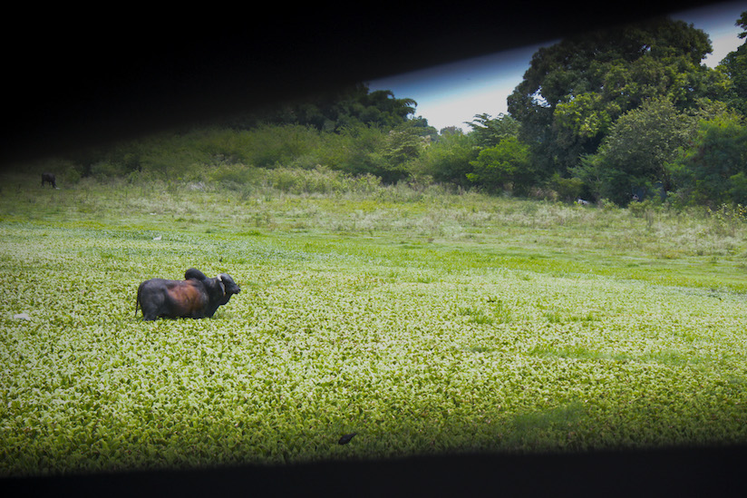 Parte trasera del rancho de doña Fabiana en el que pastan algunas vacas. Foto: Yeiderman Cortés.