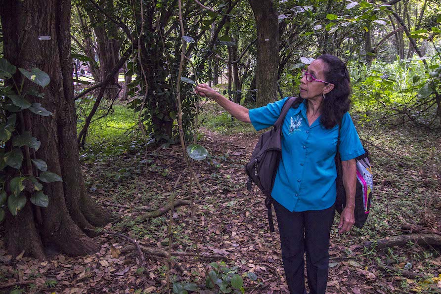 Miryam Monsalve señalando una a una las plantas, los árboles y las especies de flora y fauna que habitan en la Universidad del Valle. Foto: Óscar Hembert Moreno Leyva