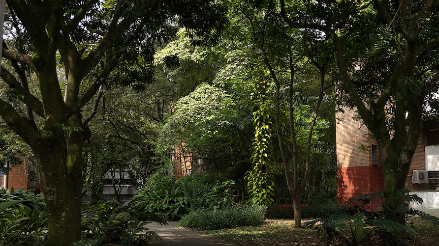 Camino a Humanidades. Campus Meléndez. Foto por Fabricio Pérez