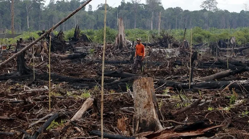 El Amazonas libra una guerra silenciosa que ha dejado millones de muertos físicos, espirituales y culturales Foto: Agencia Anadolu. 
