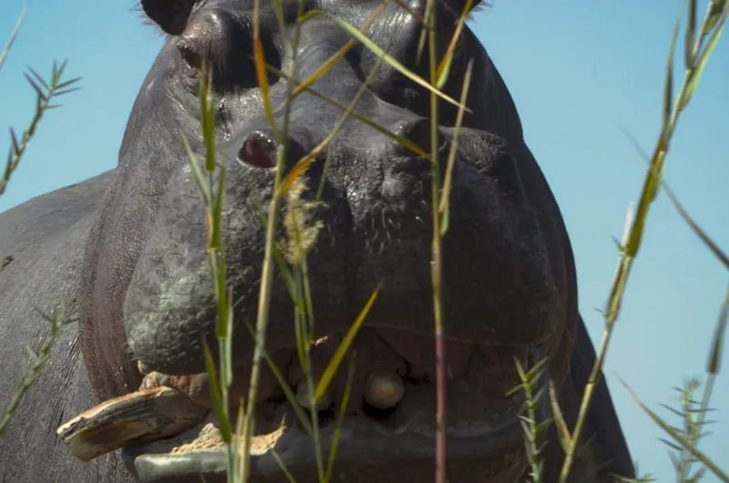 La película aborda la vida de uno de los hipopótamos que el narcotraficante Pablo Escobar importó a Colombia desde África. Foto: Tomada de letraslibres.com 