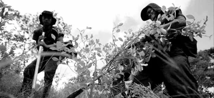 Cultivos de Coca - Foto: Policía Nacional.