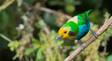 Tangara multicolor - Foto: Juan José Arango