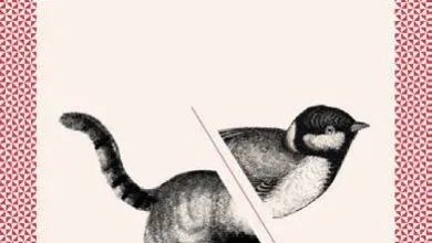 Portada libro 34 Cuentos y un gatopájaro – Foto: www.hermanocerdo.com