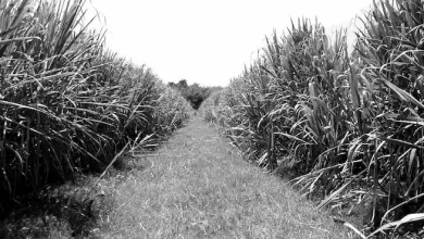 Plantación de caña de azúcar – Foto: http://www.90minutos.co