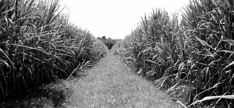 Plantación de caña de azúcar – Foto: http://www.90minutos.co
