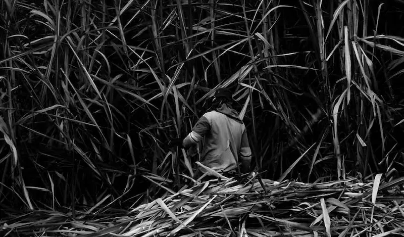 Corteros ingenio Risaralda – Foto: http://www.elpais.com.co