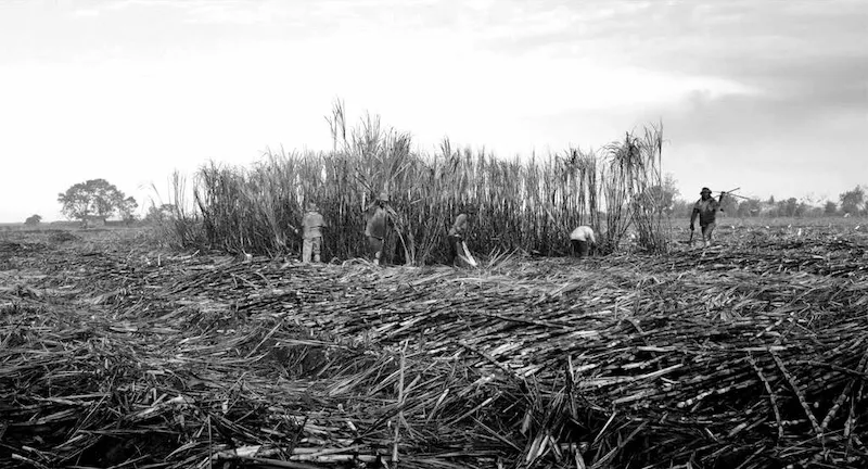 Corteros de caña de azúcar. - Foto: Sergio Rodríguez