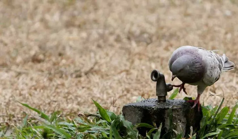 Efectos de la ola de calor - Foto: http://diarioadn.co/