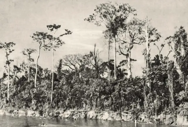 Selva virgen a orillas del Magdalena. Foto: Erich Arendt.