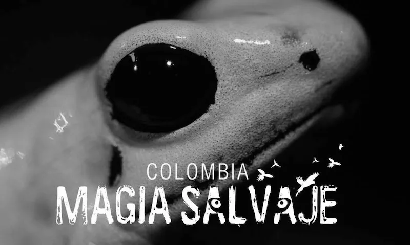 Rana Veneno de Flecha Amarilla (Phylobates terribilis) Foto: http://www.cinevistablog.com/