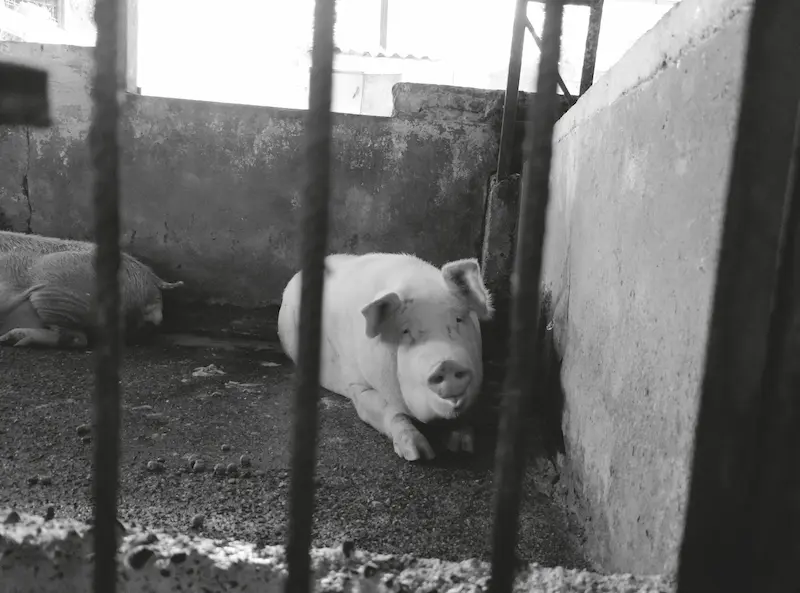 Animales que contribuyen a las unidades domésticas en el Jarillón.
